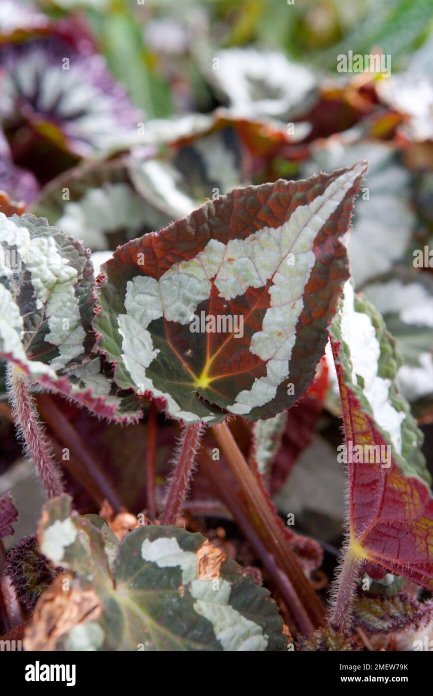 Begonia 'Rex' Stock Photo