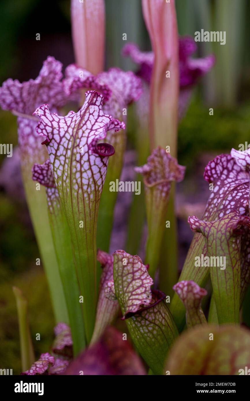 Sarracenia x mitchelliana Stock Photo Alamy