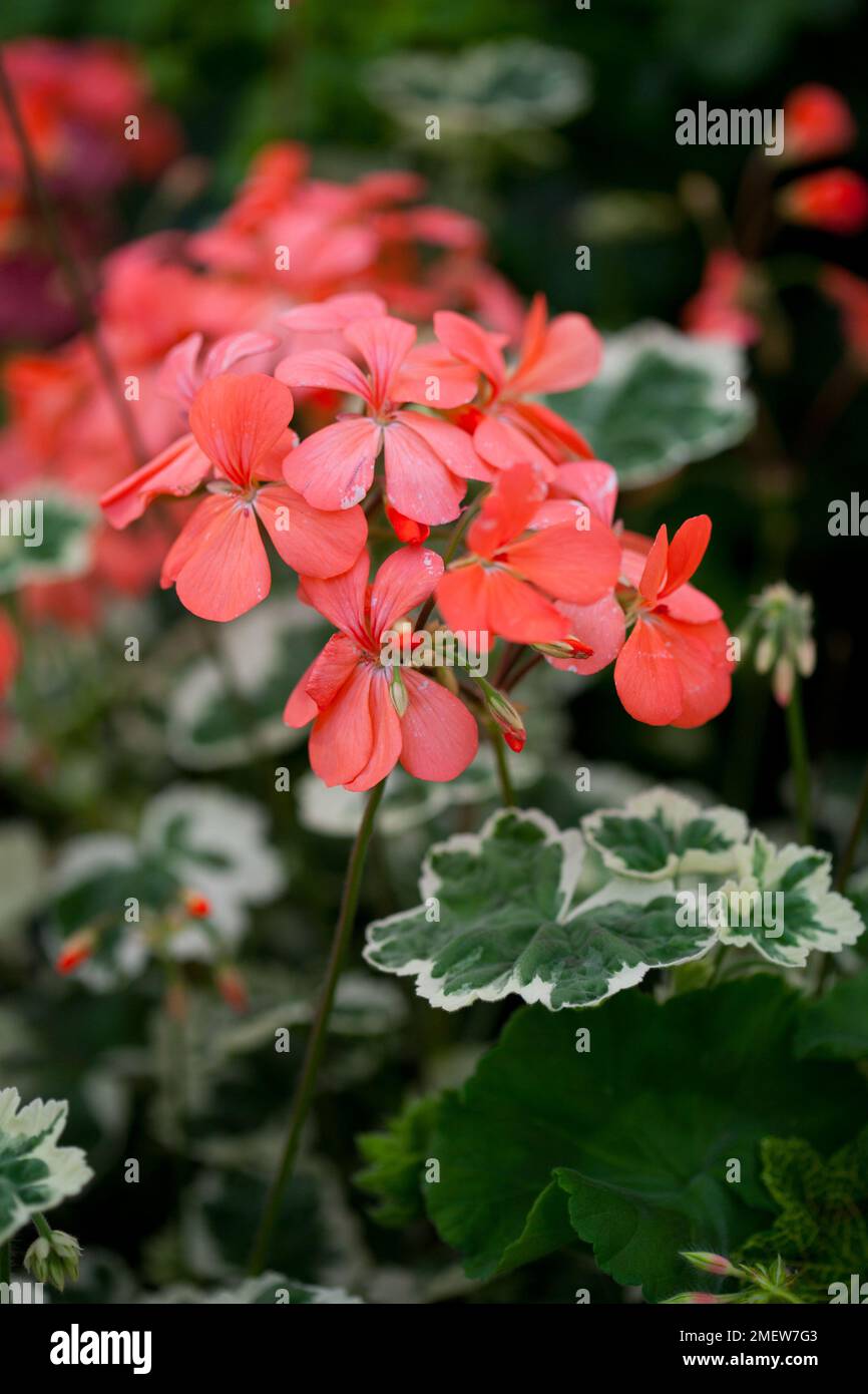 Pelargonium 'Frank Headley' Stock Photo Alamy