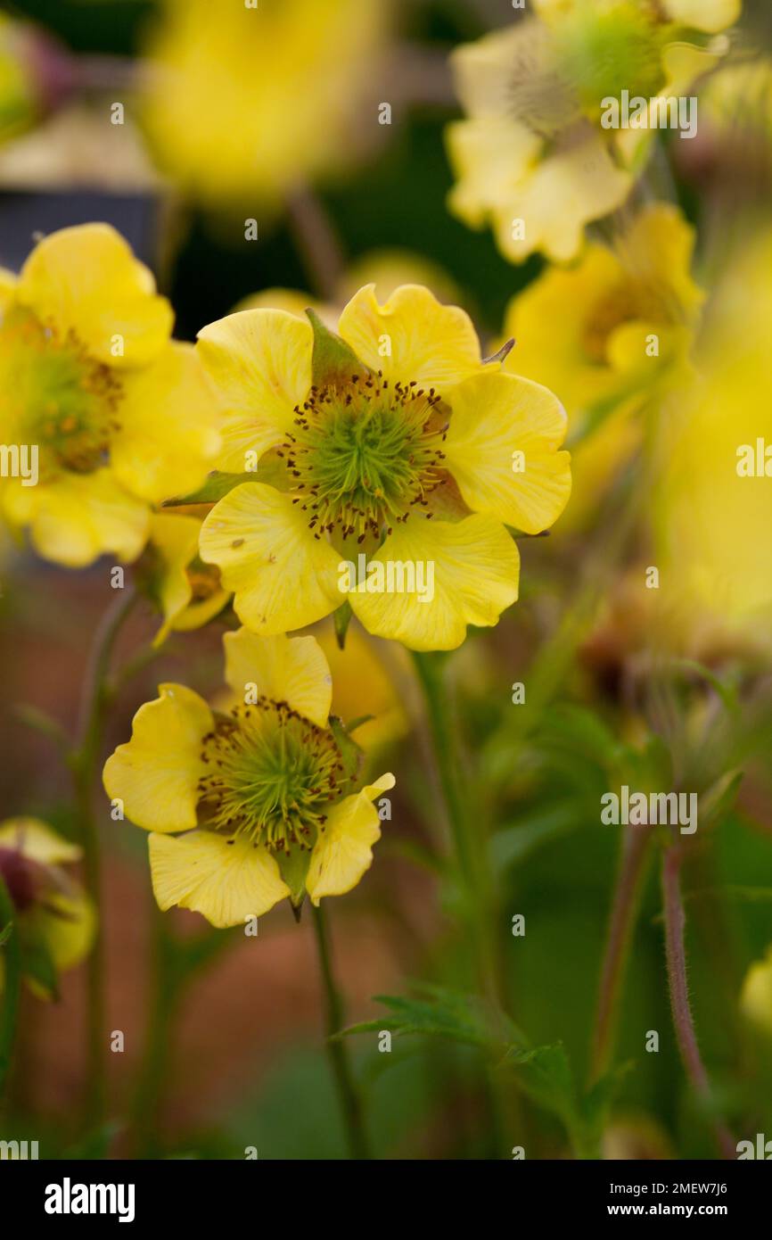 Geum 'Flower of Darkness' Stock Photo