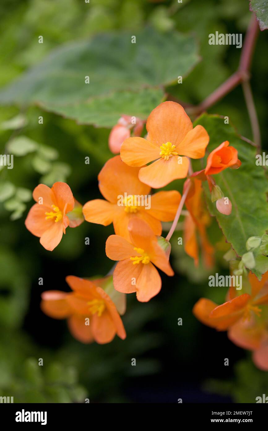 Begonia 'Sutherlandii' Stock Photo