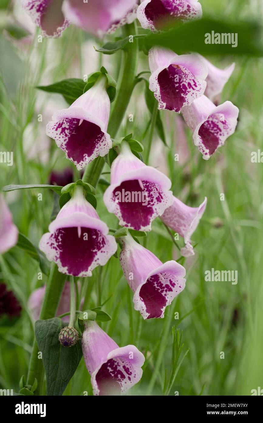 Digitalis sugar plum hires stock photography and images Alamy