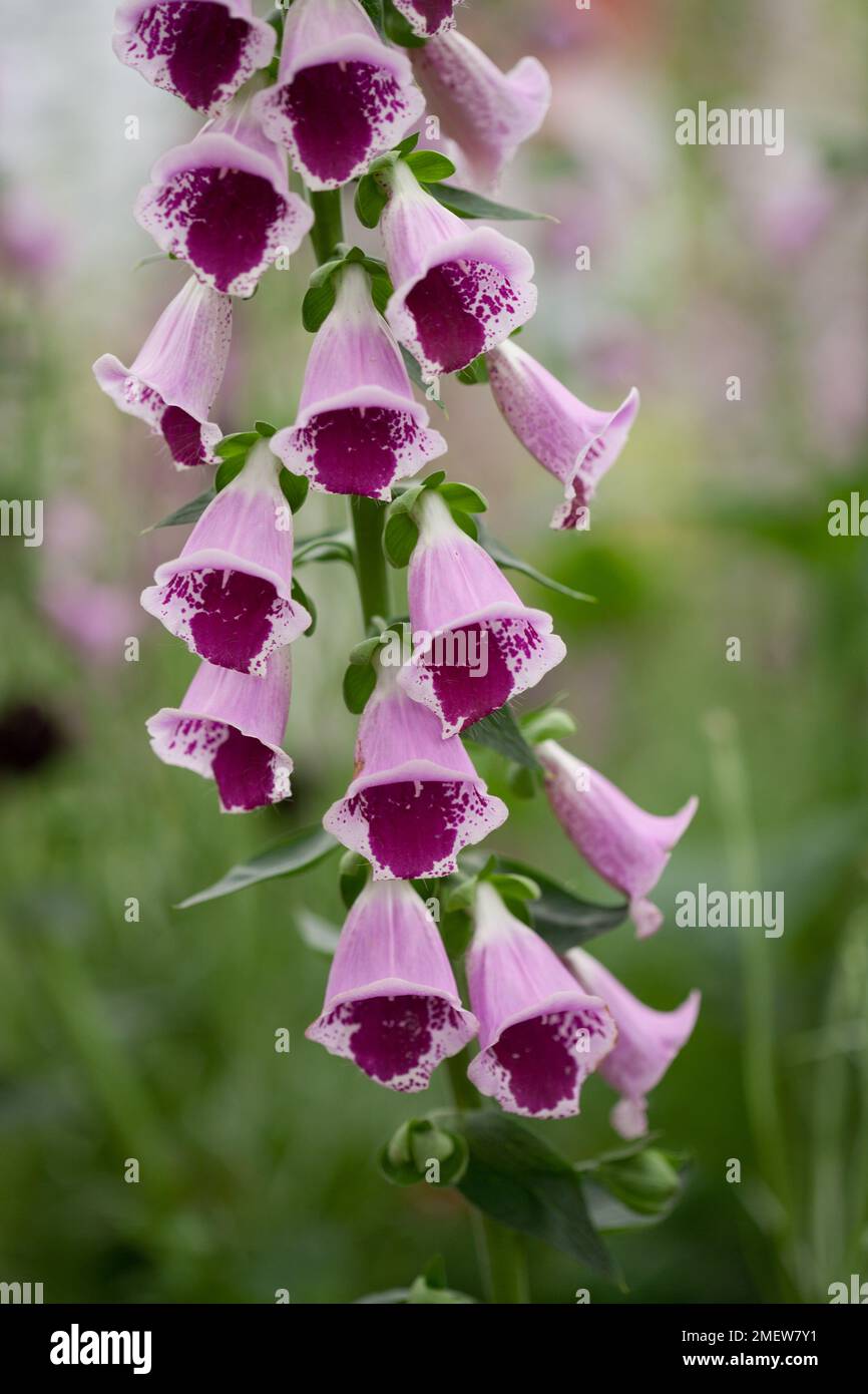 Sugar plum hires stock photography and images Alamy