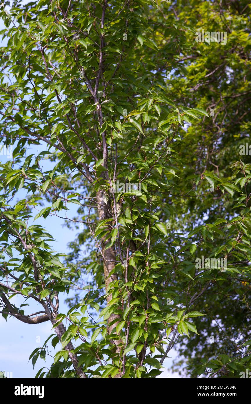 Prunus 'Sunset Boulevard' Stock Photo