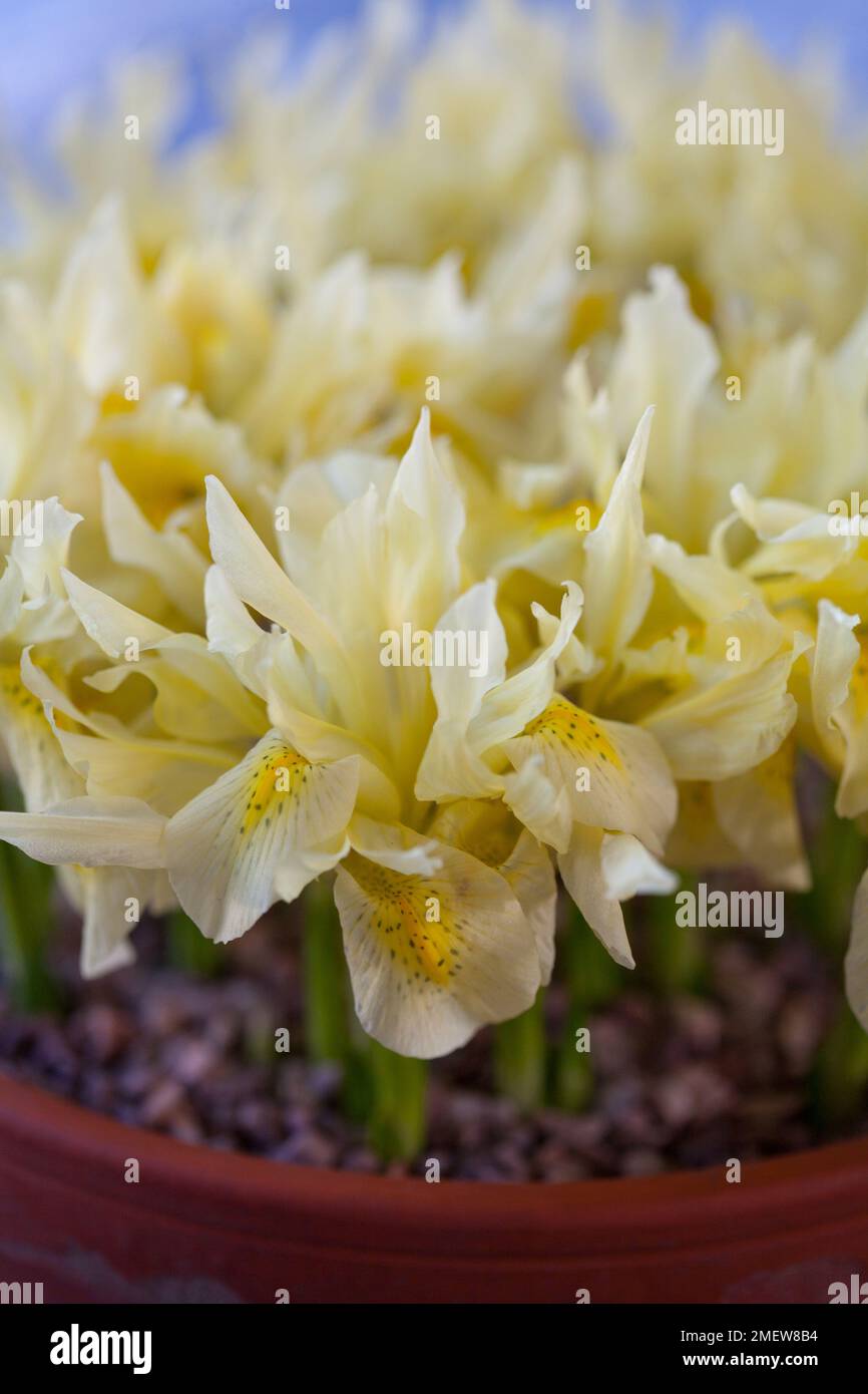 Iris winogradowii Stock Photo