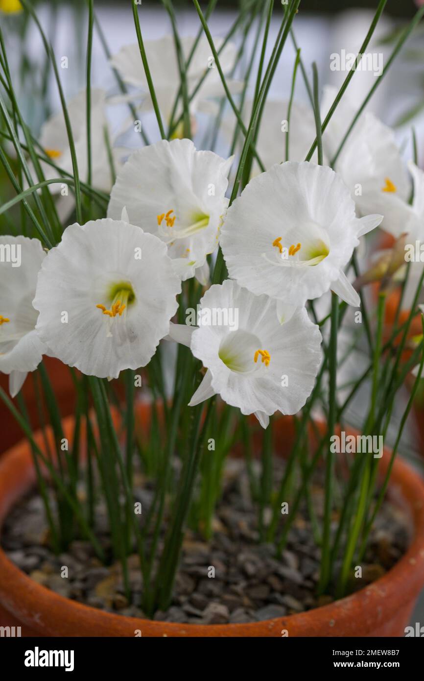 Narcissus cantabricus Stock Photo
