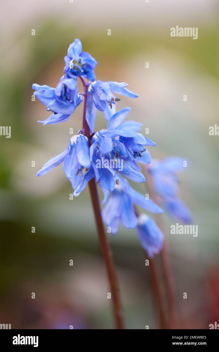 Scilla caucasica 'Indra' Stock Photo