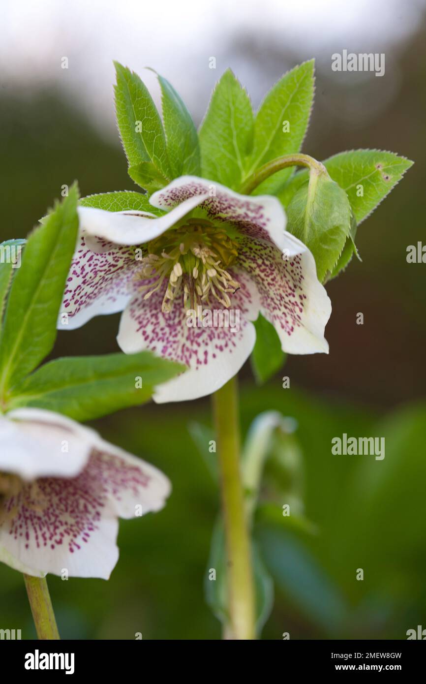 Helleborus x hybridus Stock Photo - Alamy