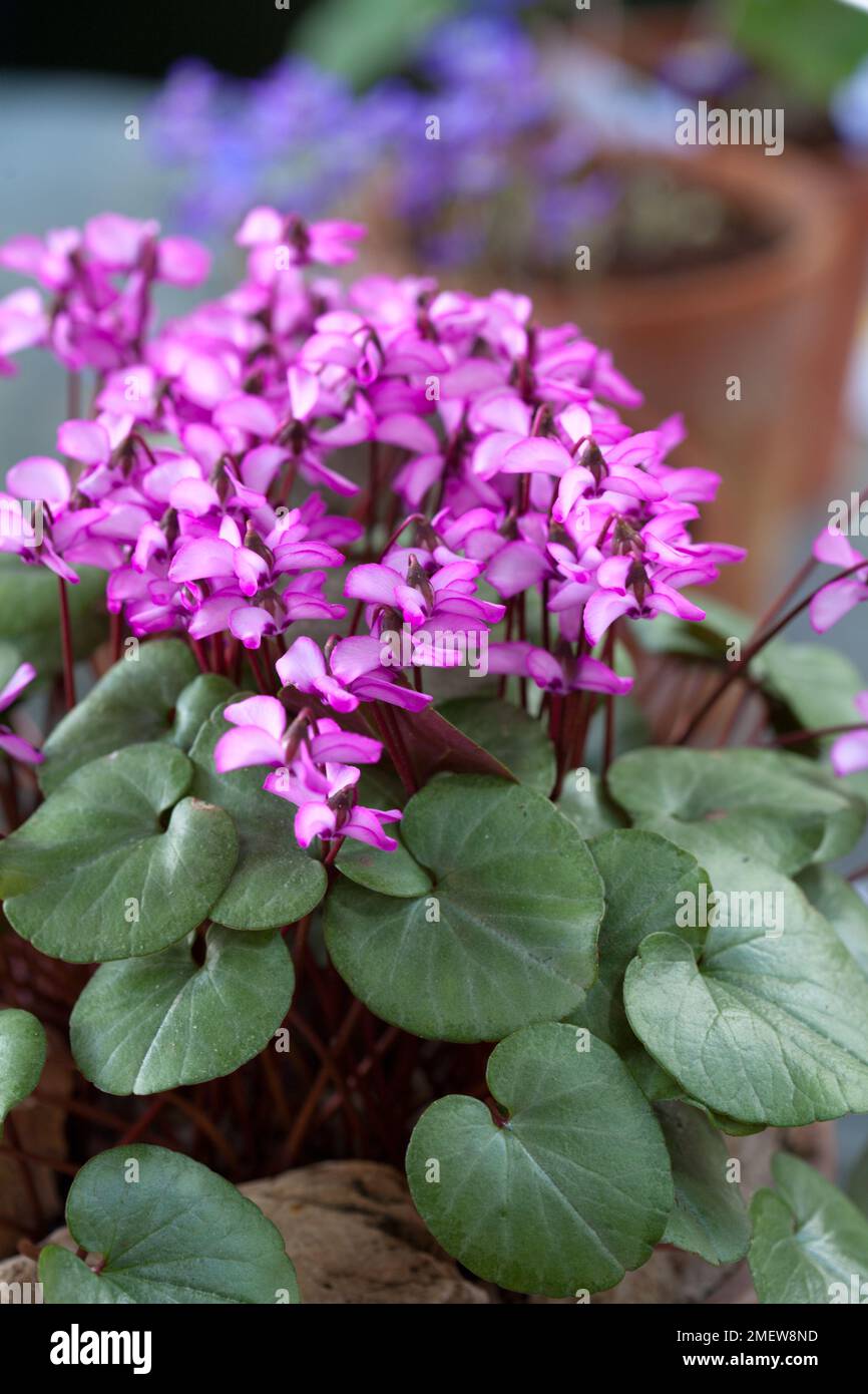 Cyclamen BSBE 518 Form 1 Stock Photo