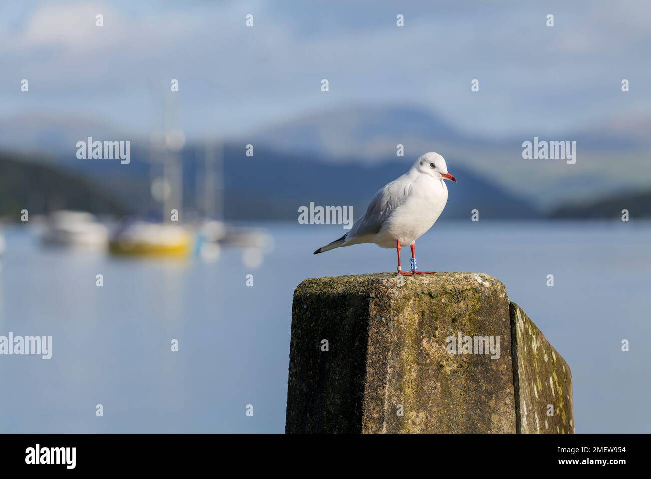 Gull on a post next to Windermere at Lakeside, Lake District National Park, Cumbria, England Stock Photo