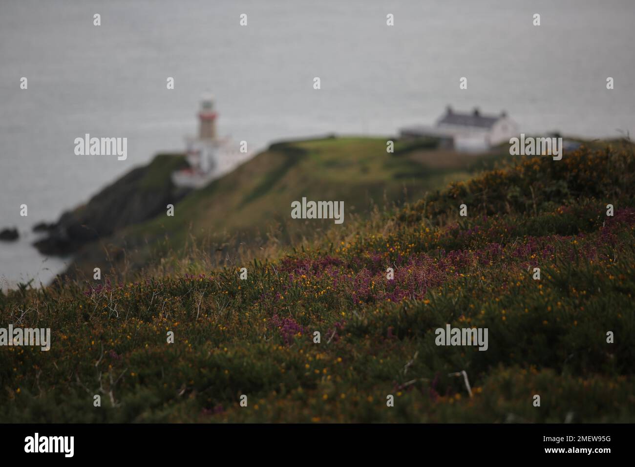 Baily Lighthouse and hillside of heather on Howth Head near Dublin. County Dublin, Ireland Stock Photo