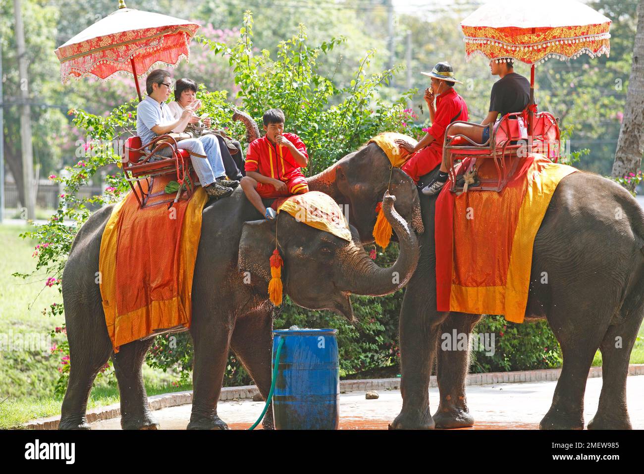Thai men riding elephants, Ayutthaya, Ayutthaya Province, Thailand