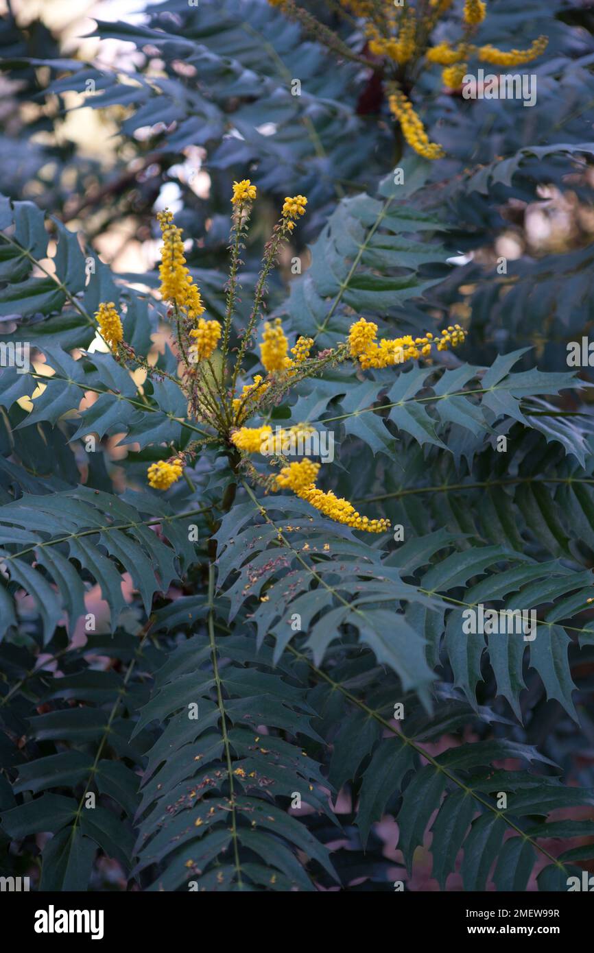 Mahonia x media 'Lionel Fortescue' Stock Photo Alamy