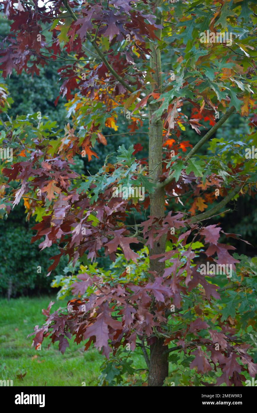 Quercus velutina Stock Photo