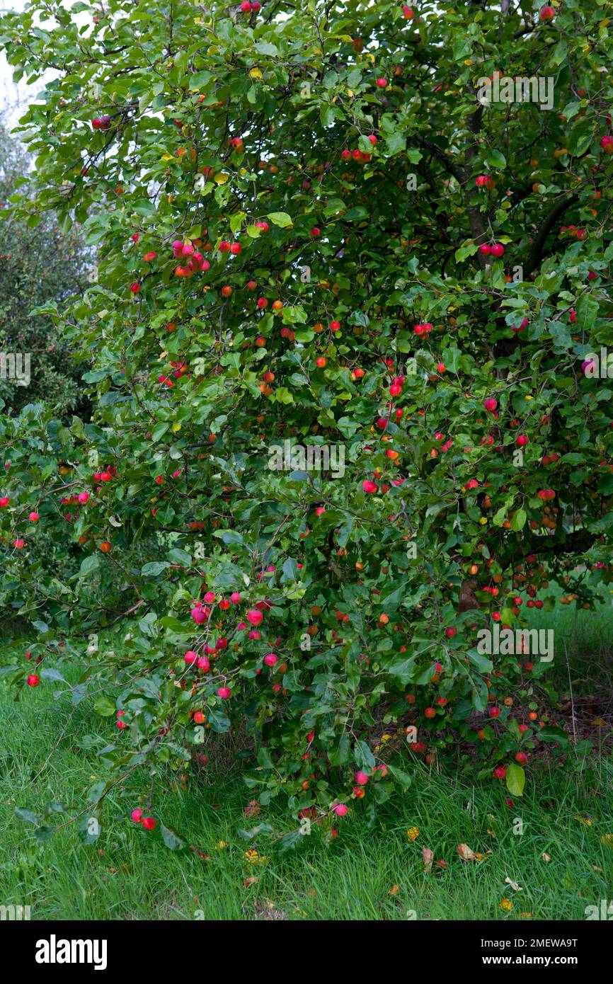 Malus prunifolia var macrocarpa Stock Photo