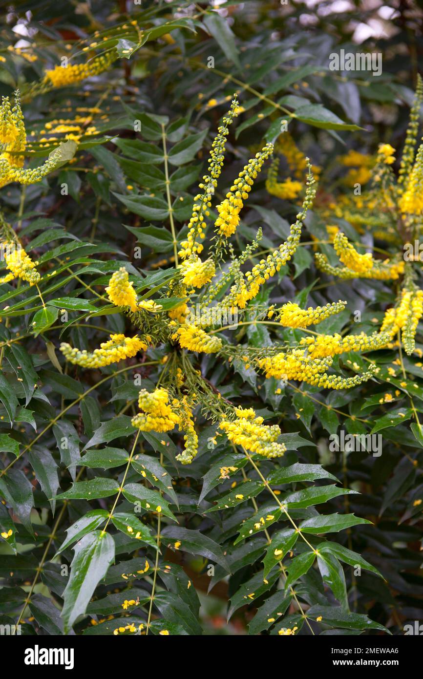 Mahonia x media 'Charity' Stock Photo Alamy