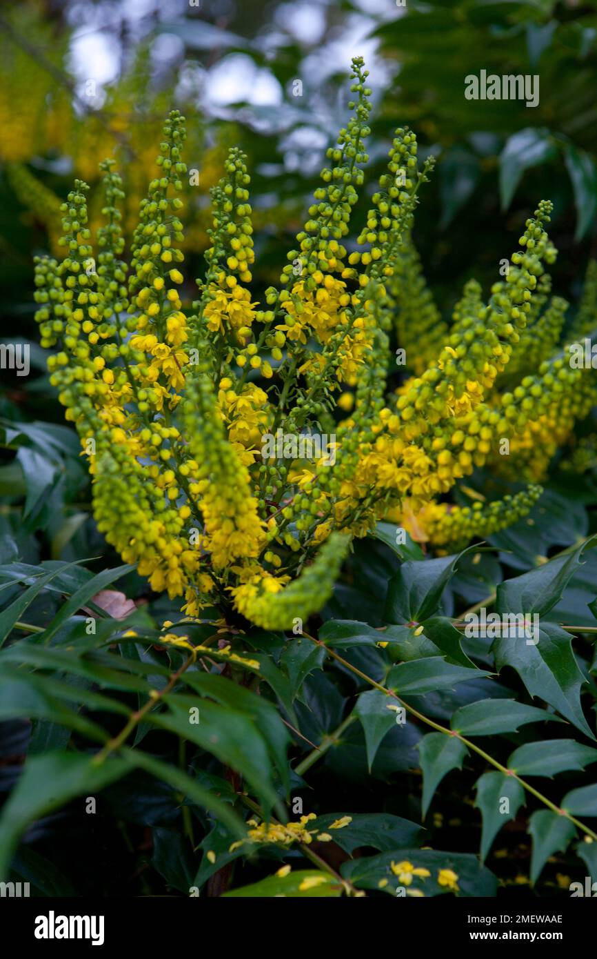 Mahonia x media 'Charity' Stock Photo Alamy