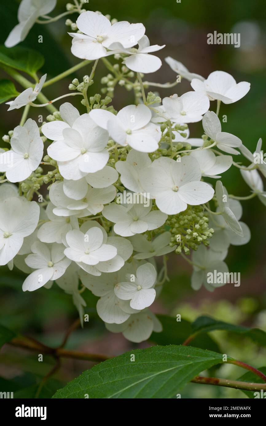 Hydrangea paniculata ‘White Moth’ Stock Photo - Alamy