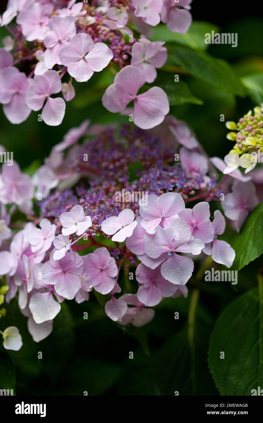 Hydrangea macrophylla 'Mariesii' Stock Photo