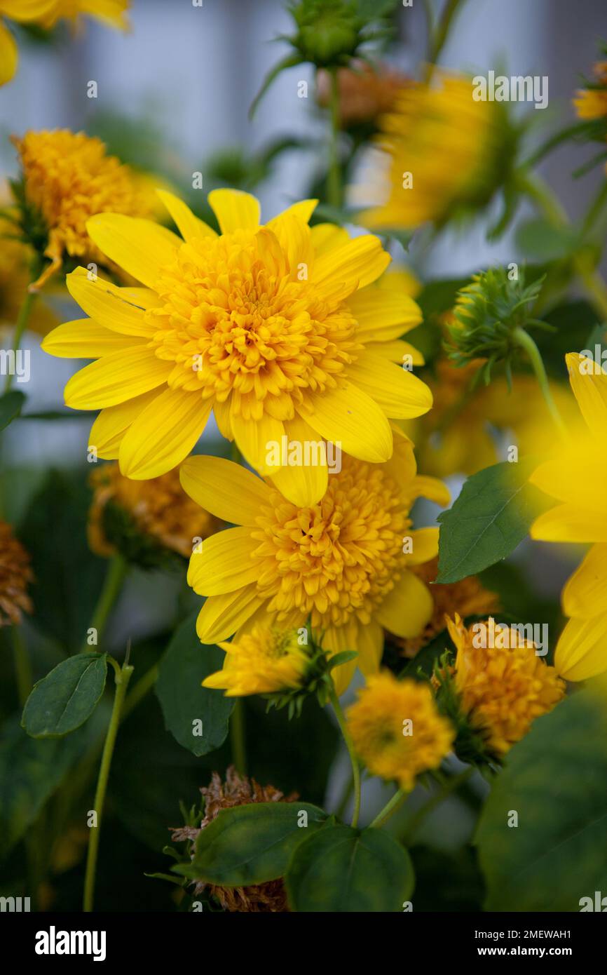 Helianthus 'Double Whammy' Stock Photo Alamy