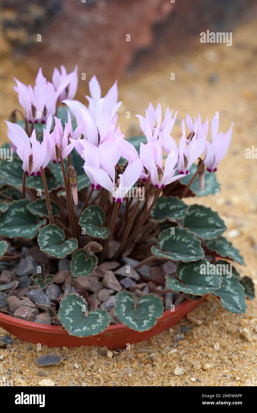 Cyclamen Mirabile Stock Photo