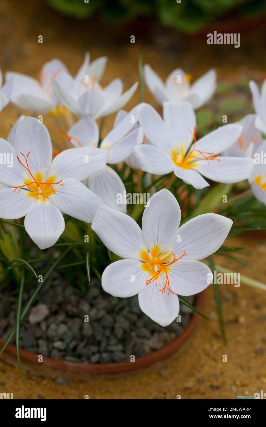 Crocus tournefortii Stock Photo