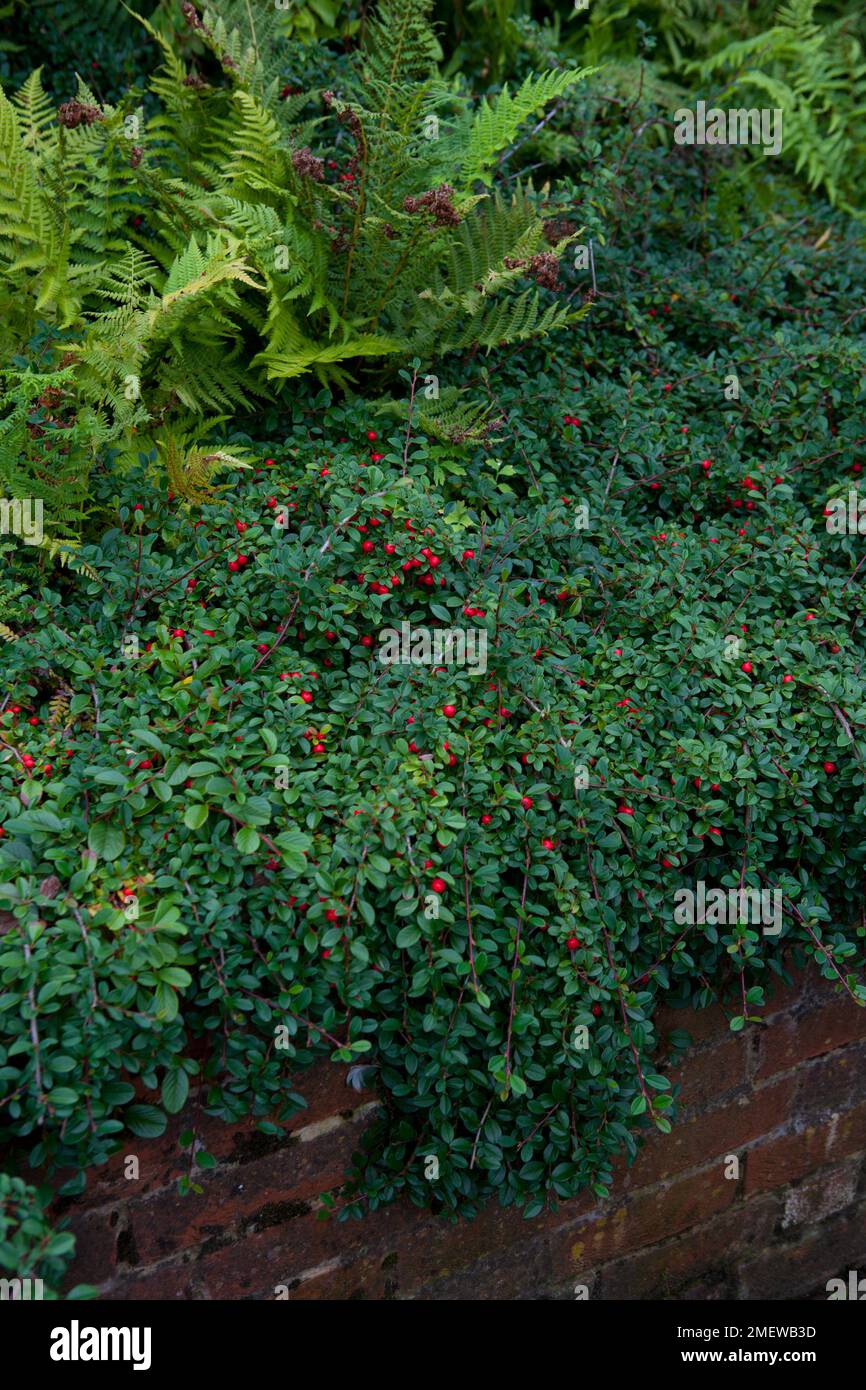 Cotoneaster radicans ‘Eichholz’ Stock Photo - Alamy