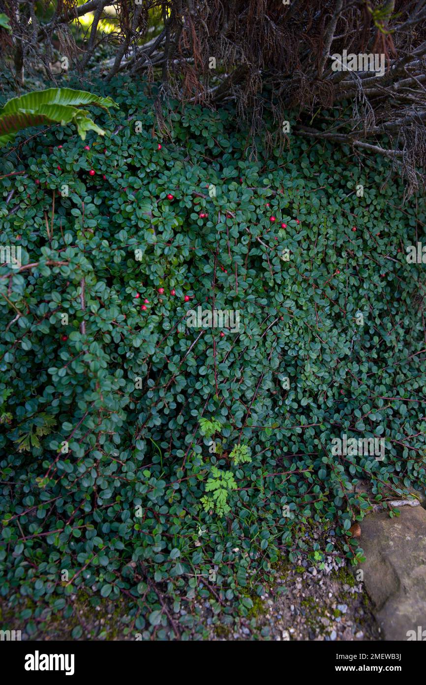 Cotoneaster procumbens 'Queen of Carpets' Stock Photo