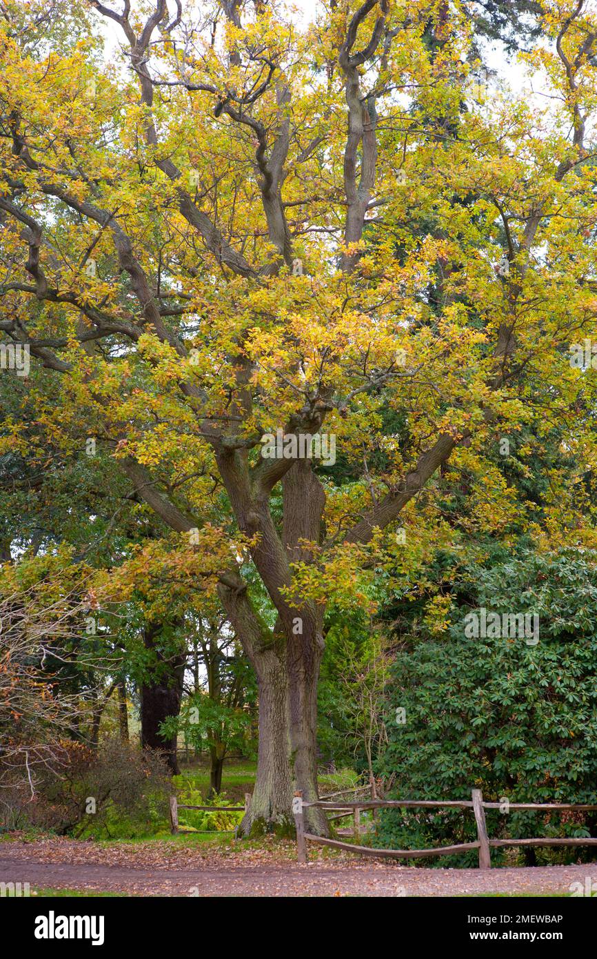 Image quercus robur tree hi-res stock photography and images - Alamy