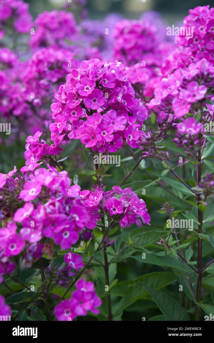 Phlox x arendsii 'Sweet William' Stock Photo Alamy