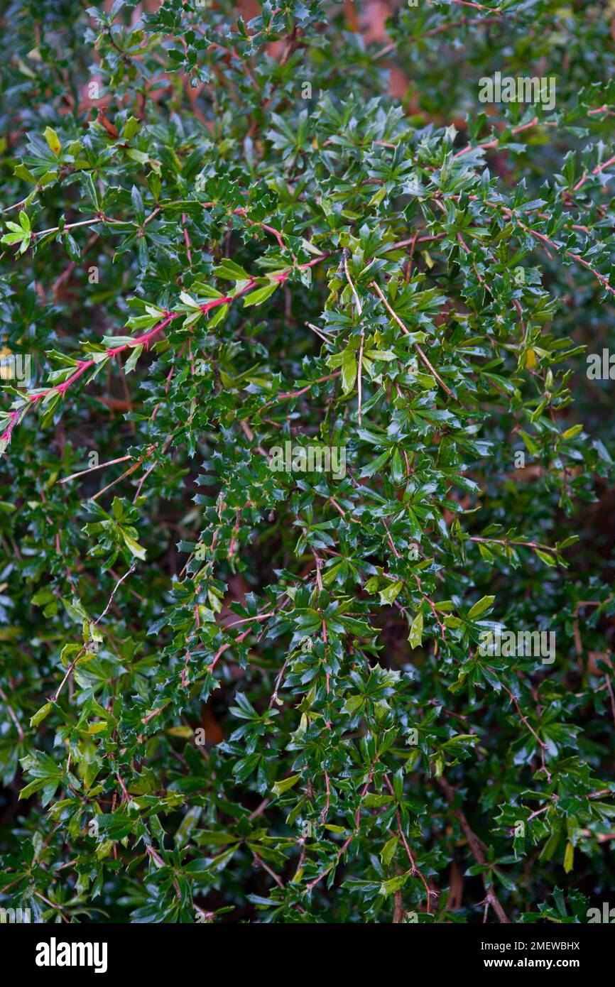 Berberis x stenophylla 'Irwinii' Stock Photo - Alamy