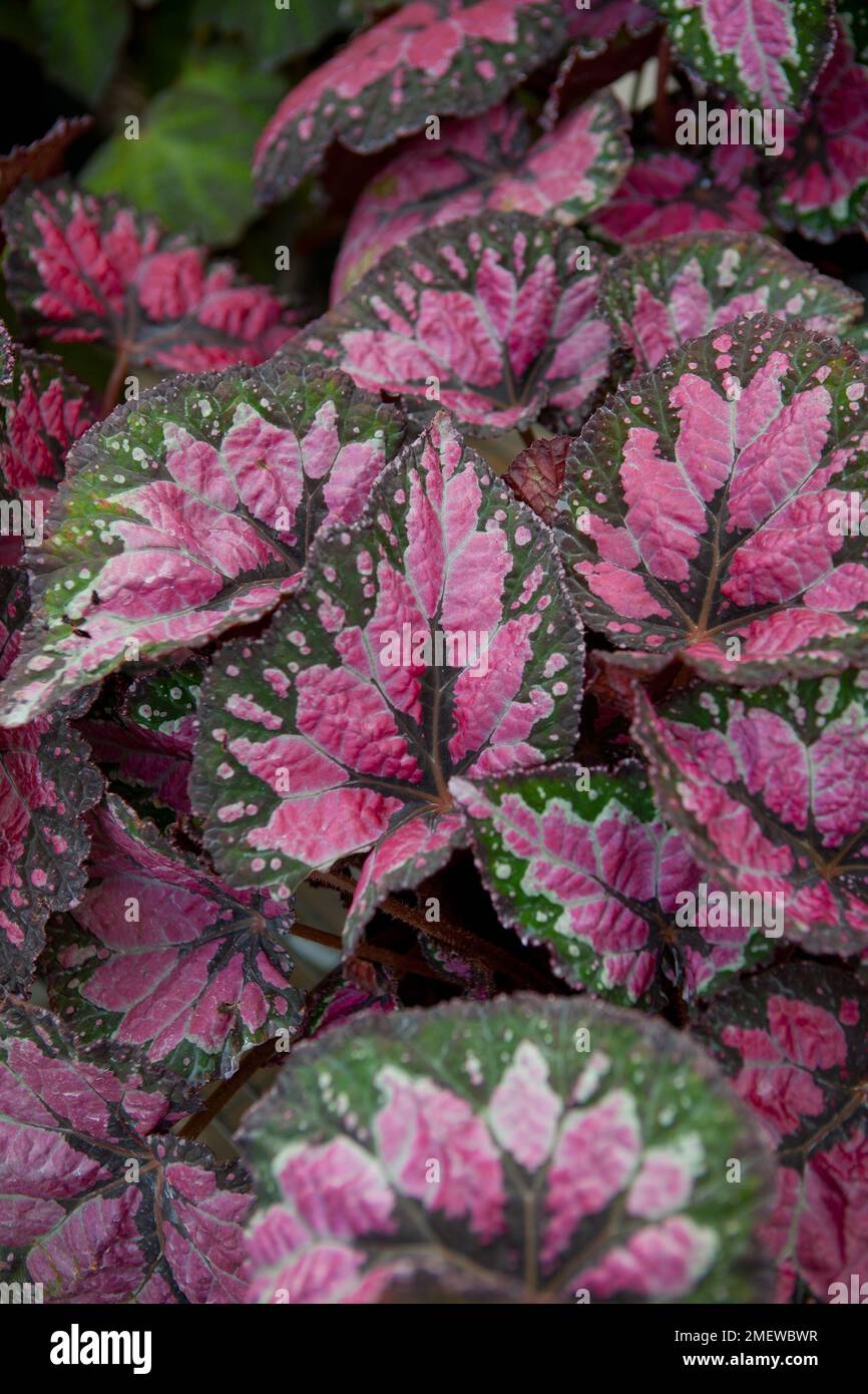 Begonia 'Maui Mist' Stock Photo