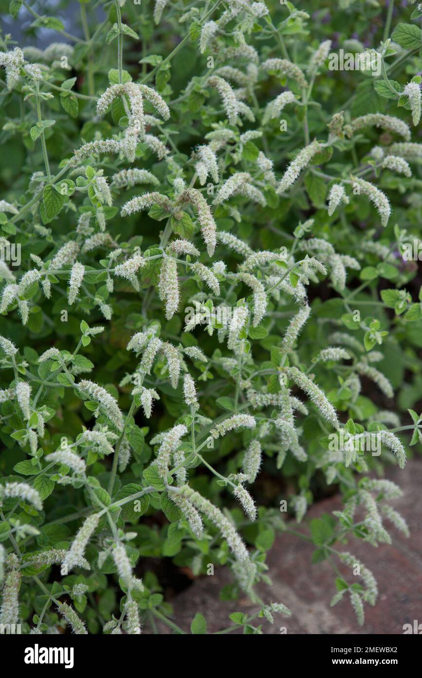 Mentha suaveolens subsp. timija Stock Photo