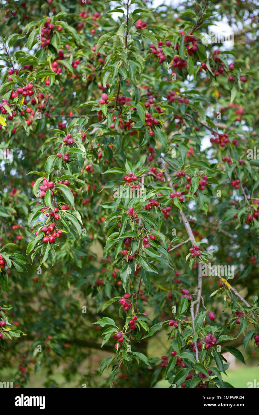 Malus x robusta 'Persicifolia' Stock Photo