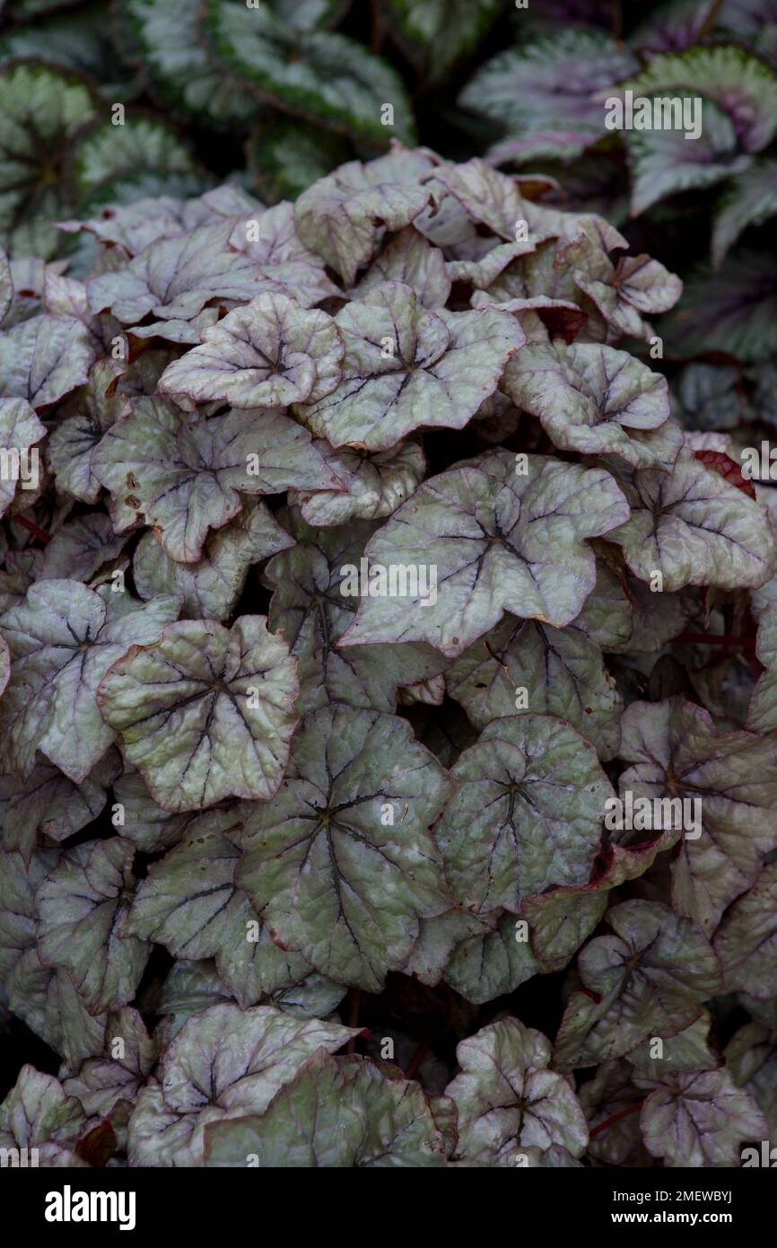 Begonia 'Dewdrop' Stock Photo