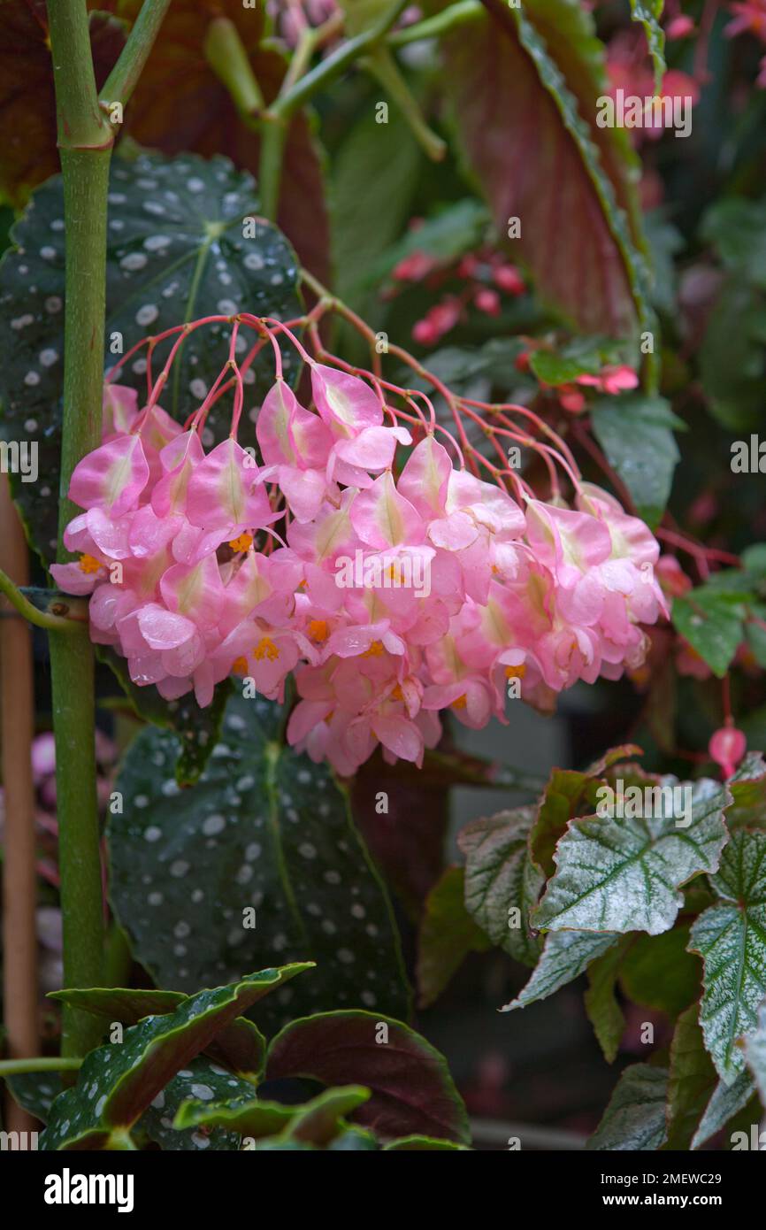 Begonia 'Barbara Parker' Stock Photo