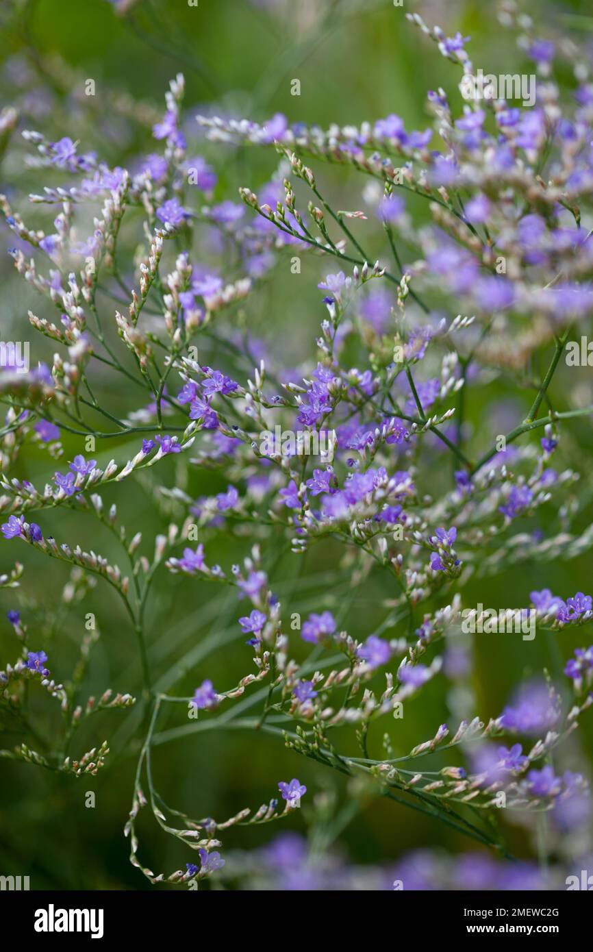 Limonium platyphyllum 'Violetta' Stock Photo