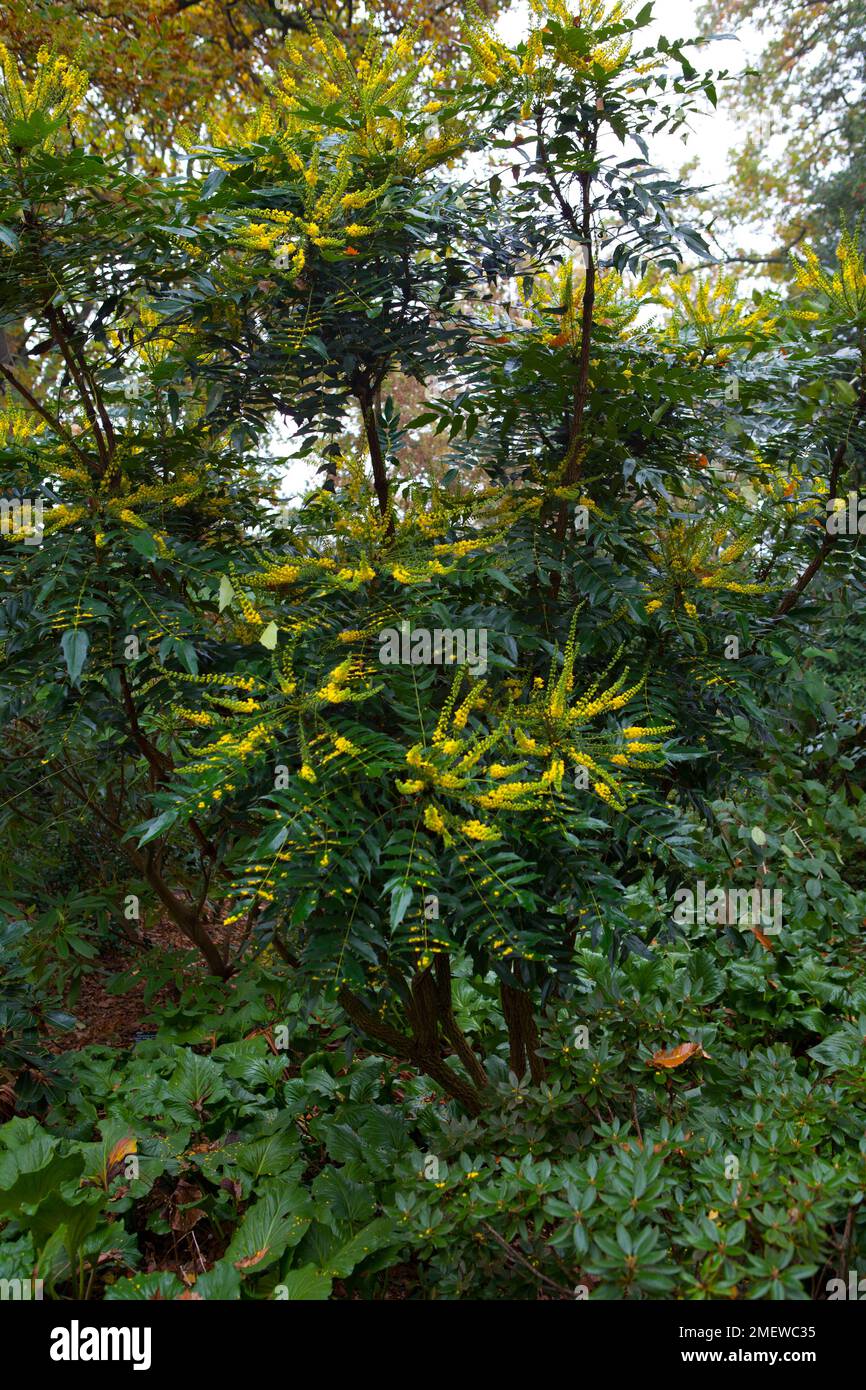 Mahonia x media 'Charity' Stock Photo Alamy