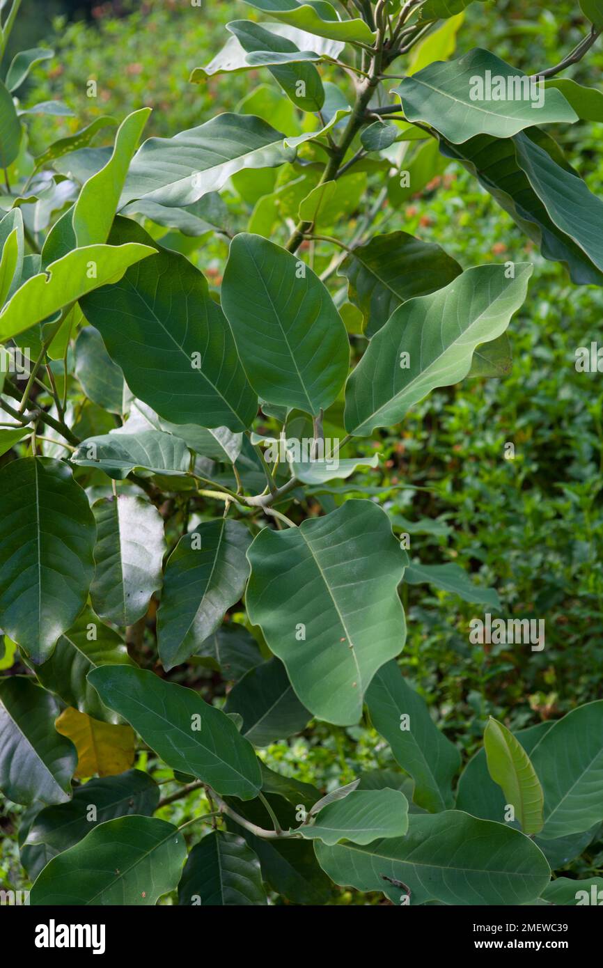 Magnolia delavayi hires stock photography and images Alamy