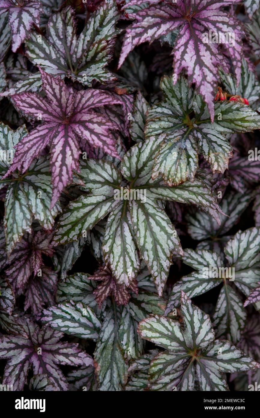 Begonia 'Benitochiba' Stock Photo
