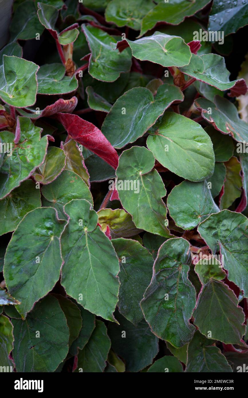 Begonia 'Alto Scharff' Stock Photo