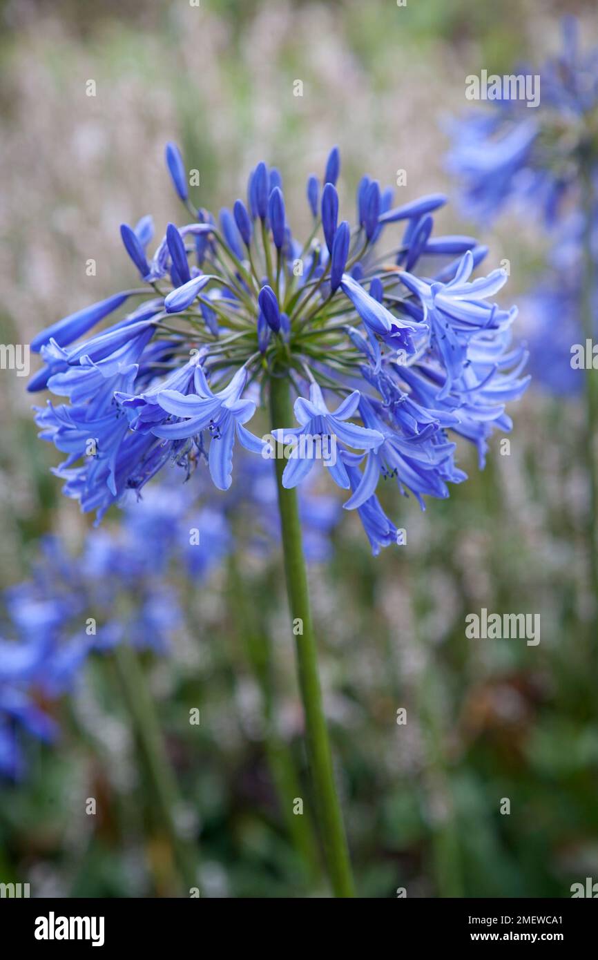 Agapanthus 'Loch Hope' Stock Photo Alamy