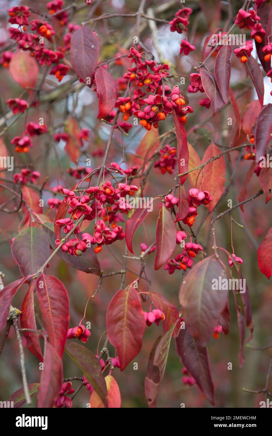 Euonymus europaeus 'Red Cascade' Stock Photo - Alamy