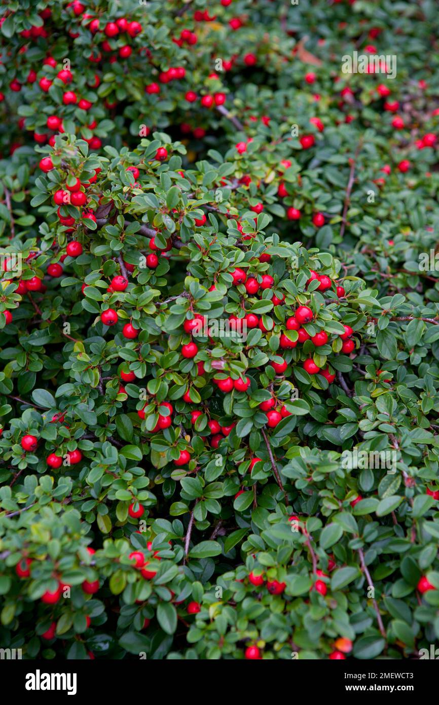 Cotoneaster radicans 'Eichholz' Stock Photo