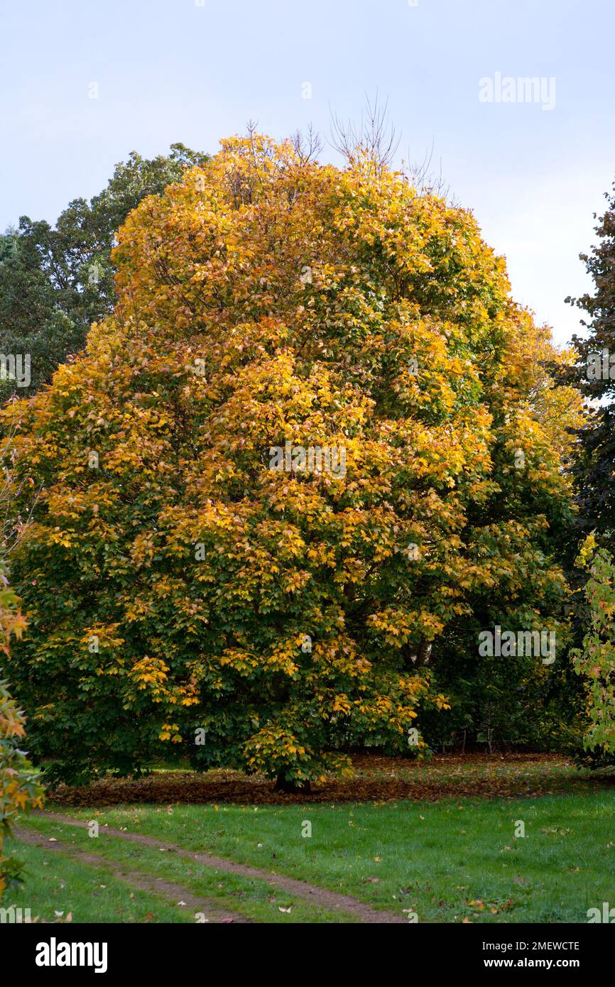 Acer platanoides 'Olmsted' Stock Photo Alamy