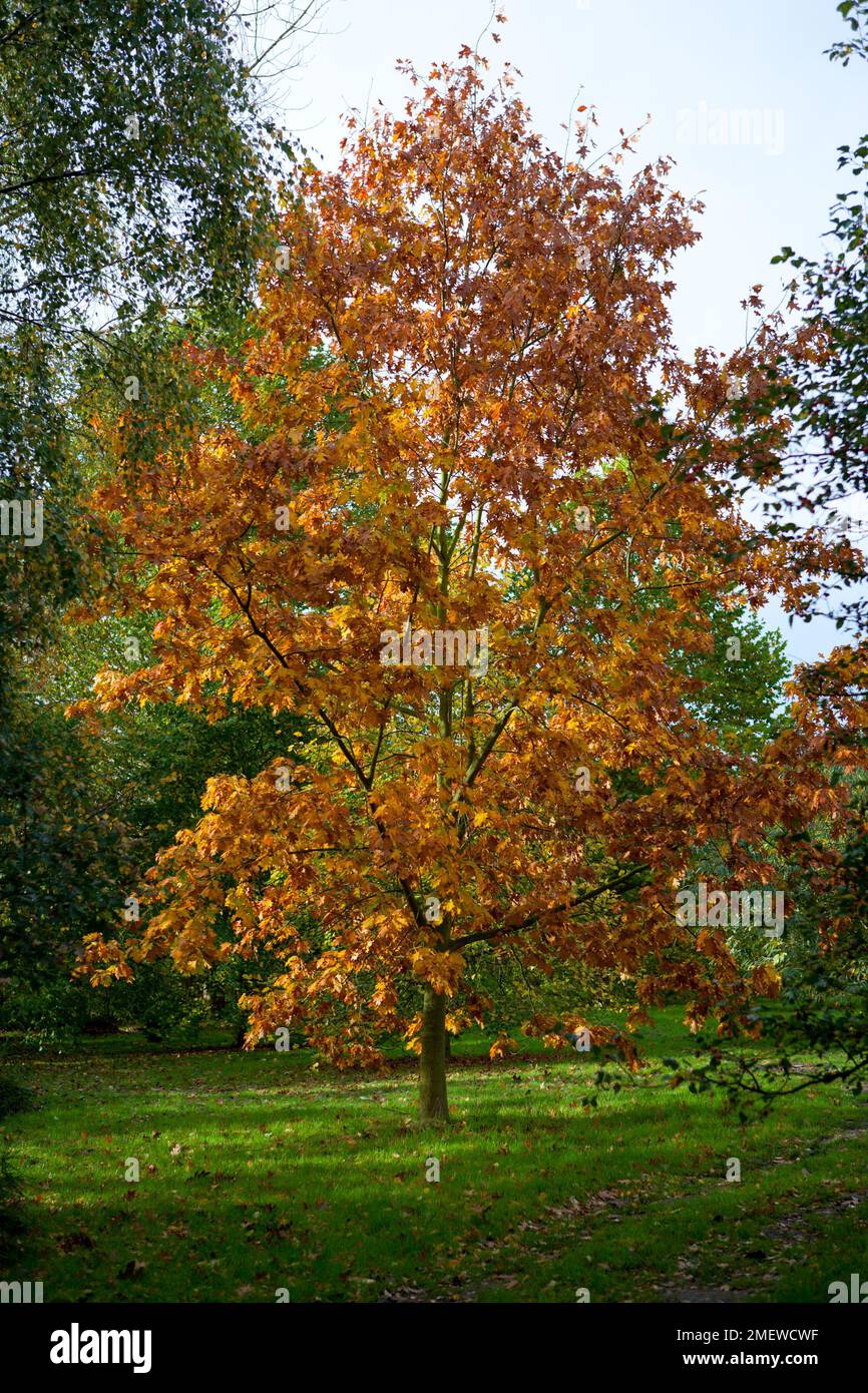 Acer platanoides 'Drummondii' Stock Photo