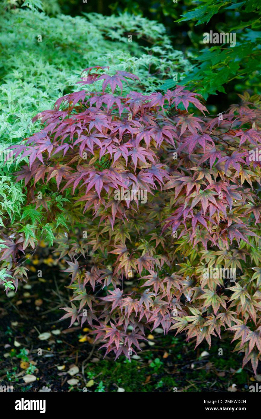 Acer palmatum 'Moonfire' Stock Photo