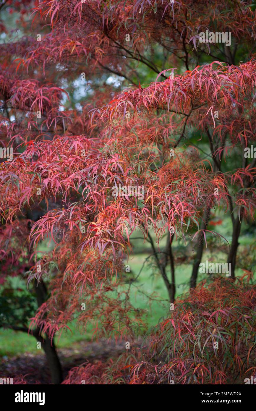 Acer palmatum 'Kinshii' Stock Photo