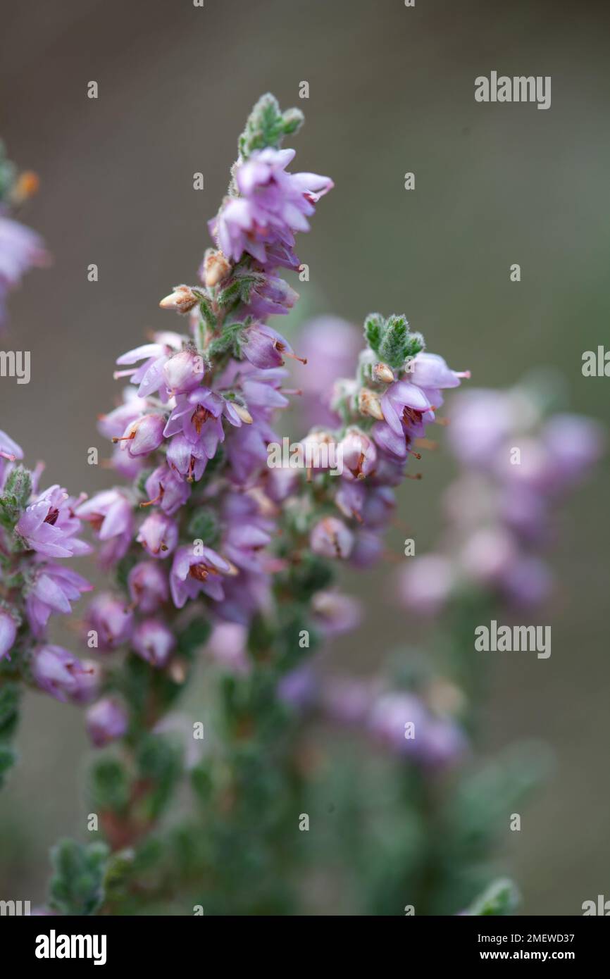 Calluna vulgaris 'Beoley Silver' Stock Photo