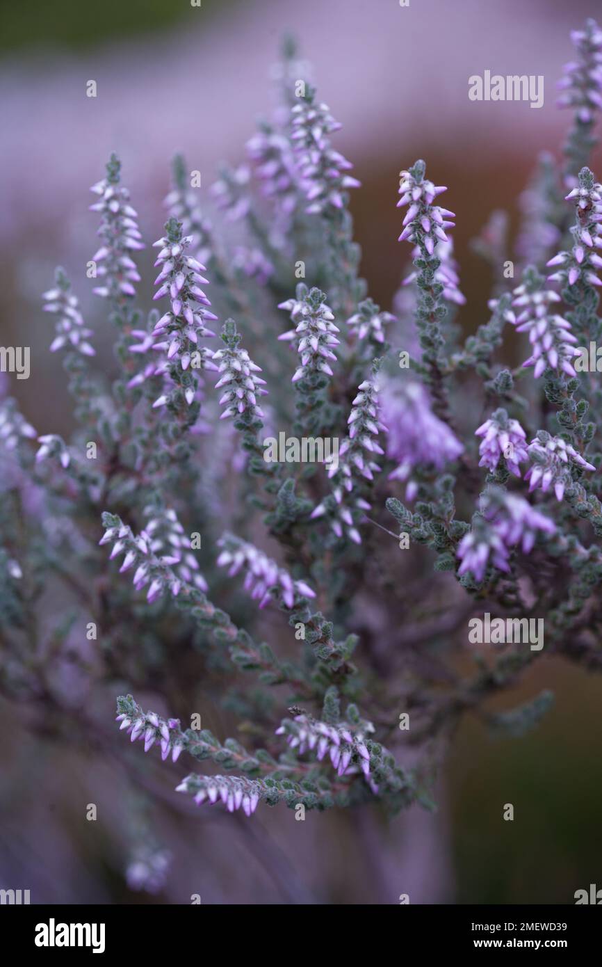 Calluna vulgaris 'Beoley Silver' Stock Photo